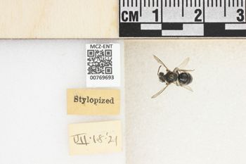 Media type: image;   Entomology 769693 Aspect: Labels